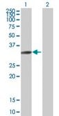 Anti-SH3GL3 antibody produced in mouse IgG fraction of antiserum, buffered aqueous solution