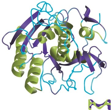 Proteinase&#160;K from Tritirachium album lyophilized powder, BioUltra, &#8805;30&#160;units/mg protein, for molecular biology