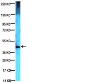 抗-脊髓小脑共济失调3型抗体，克隆1H9 ascites fluid, clone 1H9, Chemicon&#174;