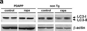Anti-Actin antibody, Mouse monoclonal clone AC-40, purified from hybridoma cell culture