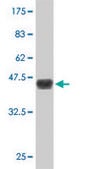 Monoclonal Anti-DMAP1, (N-terminal) antibody produced in mouse clone 5H4, purified immunoglobulin, buffered aqueous solution