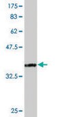 Monoclonal Anti-RNPS1 antibody produced in mouse clone 7G8, purified immunoglobulin, buffered aqueous solution