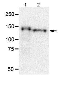 Anti-NB-2/Cntn5 Antibody, clone 1A6 clone 1A6, from rat