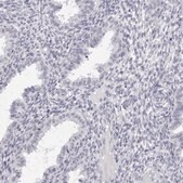Anti-SMIM2 antibody produced in rabbit Prestige Antibodies&#174; Powered by Atlas Antibodies, affinity isolated antibody, buffered aqueous glycerol solution