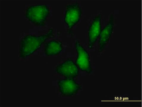 Anti-TXNDC3 antibody produced in mouse IgG fraction of antiserum, buffered aqueous solution
