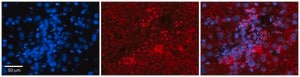 Anti-PDGFB antibody produced in rabbit affinity isolated antibody
