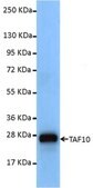 Anti-TAF10/TAFII30 Antibody, clone 6TA-2B11 ascites fluid, clone 6TA-2B11, from mouse