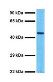 Anti-SOX5 affinity isolated antibody