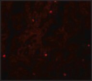 Anti-FAM59A antibody produced in rabbit affinity isolated antibody, buffered aqueous solution