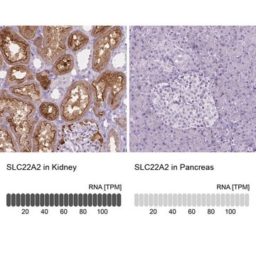 Monoclonal Anti-SLC22A2 antibody produced in mouse Prestige Antibodies&#174; Powered by Atlas Antibodies, clone CL0631, purified immunoglobulin, buffered aqueous glycerol solution