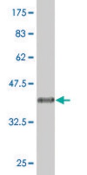 Monoclonal Anti-UBTF antibody produced in mouse clone 2C6, purified immunoglobulin, buffered aqueous solution