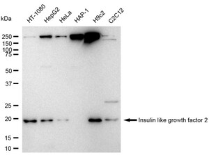 Anti Insulin like growth factor 2 Antibody, clone 23GB6205, Rabbit Monoclonal clone 23GB6205, recombinant rabbit monoclonal, expressed in HEK293 cells
