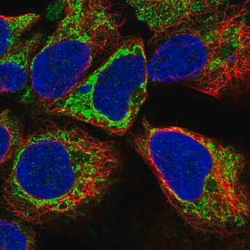 Anti-KLHL29 antibody produced in rabbit Prestige Antibodies&#174; Powered by Atlas Antibodies, affinity isolated antibody