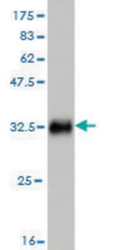 Monoclonal Anti-SMARCE1 antibody produced in mouse clone 6G11, purified immunoglobulin, buffered aqueous solution