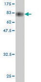 Monoclonal Anti-HSPBAP1 antibody produced in mouse clone 1C4, purified immunoglobulin, buffered aqueous solution
