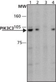 Anti-PIK3C3 (841-853) antibody produced in rabbit IgG fraction of antiserum, buffered aqueous solution