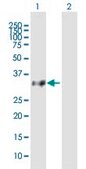 Anti-OR8B8 antibody produced in mouse purified immunoglobulin, buffered aqueous solution