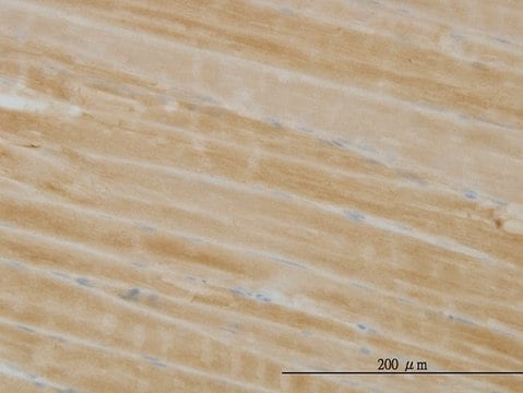 Monoclonal Anti-PHKG1 antibody produced in mouse clone 2B4, purified immunoglobulin, buffered aqueous solution