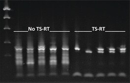 ThermaStop&#8482;-RT increases RT-PCR specificity, inhibits non-specific polymerase activity, prevents mis-priming before RT-PCR