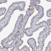 Anti-CFAP57 antibody produced in rabbit Prestige Antibodies® Powered by Atlas Antibodies, affinity isolated antibody, buffered aqueous glycerol solution