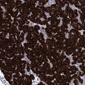 Anti-TMEM97 antibody produced in rabbit Prestige Antibodies&#174; Powered by Atlas Antibodies, affinity isolated antibody, buffered aqueous glycerol solution