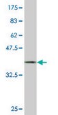 Monoclonal Anti-SH3GL1 antibody produced in mouse clone 2B5, purified immunoglobulin, buffered aqueous solution