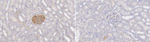 Anti-ZO-1 Antibody, clone 5G6.1 ZooMAb® Mouse Monoclonal recombinant, expressed in HEK 293 cells