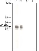 Anti-MO25 (C-terminus) 兔抗 ~2 mg/mL, affinity isolated antibody, buffered aqueous solution