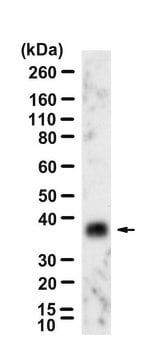 Anti-VEGF-A Antibody, clone 2C4 ZooMAb&#174; Rabbit Monoclonal recombinant, expressed in HEK 293 cells