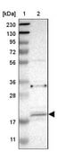 Anti-ARL6IP5 antibody produced in rabbit Prestige Antibodies&#174; Powered by Atlas Antibodies, affinity isolated antibody, buffered aqueous glycerol solution