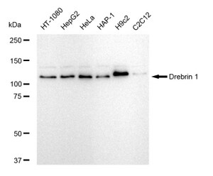 Anti Drebrin 1 Antibody, clone 23GB5145, Rabbit Monoclonal clone 23GB5145, recombinant rabbit monoclonal, expressed in HEK293 cells