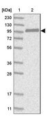 Anti-CNKSR1 antibody produced in rabbit Prestige Antibodies&#174; Powered by Atlas Antibodies, affinity isolated antibody, buffered aqueous glycerol solution