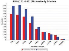 Anti-ERG (171-185) antibody produced in rabbit IgG fraction of antiserum, buffered aqueous solution