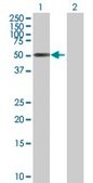 Anti-ZNF480 antibody produced in mouse IgG fraction of antiserum, buffered aqueous solution