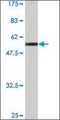Monoclonal Anti-ZNF511, (C-terminal) antibody produced in mouse clone 3C10-1A3, ascites fluid