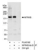 Rabbit anti-NFRKB Antibody, Affinity Purified Powered by Bethyl Laboratories, Inc.