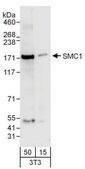 Goat anti-SMC1 Antibody, Affinity Purified Powered by Bethyl Laboratories, Inc.