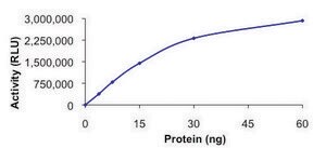 PIP4K2A, active, GST tagged human PRECISIO&#174;, recombinant, expressed in baculovirus infected Sf9 cells, &#8805;70% (SDS-PAGE), buffered aqueous glycerol solution