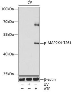Anti-Phospho-MAP2K4-T261 antibody produced in rabbit