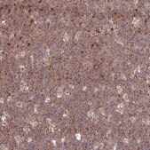 Anti-GOLGA3 antibody produced in rabbit Prestige Antibodies&#174; Powered by Atlas Antibodies, affinity isolated antibody, buffered aqueous glycerol solution