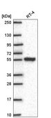 Anti-SLC25A46 antibody produced in rabbit Prestige Antibodies&#174; Powered by Atlas Antibodies, affinity isolated antibody