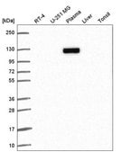 Anti-XPOT antibody produced in rabbit Prestige Antibodies&#174; Powered by Atlas Antibodies, affinity isolated antibody