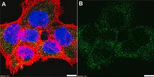 Anti-LRRFIP2 Antibody, clone 1B22 ZooMAb&#174; Rabbit Monoclonal recombinant, expressed in HEK 293 cells