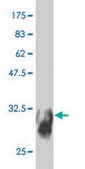 Monoclonal Anti-SYT11 antibody produced in mouse clone 4E1, purified immunoglobulin, buffered aqueous solution