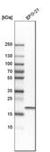 Anti-TMEM109 antibody produced in rabbit Prestige Antibodies&#174; Powered by Atlas Antibodies, affinity isolated antibody, buffered aqueous glycerol solution