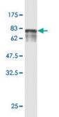 Monoclonal Anti-ENPP5 antibody produced in mouse clone 1C5-1D7, purified immunoglobulin, buffered aqueous solution