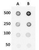 Monoclonal Anti-5-Hydroxymethylcytosine / 5-hmC antibody produced in mouse clone GT513, affinity isolated antibody