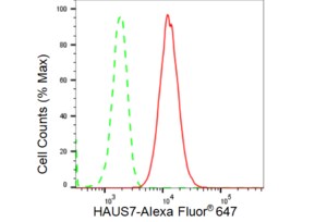 KD-Validated Anti HAUS7 Antibody, clone 23GB4485, Rabbit Monoclonal clone 23GB4485, recombinant rabbit monoclonal, expressed in HEK293 cells