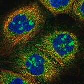 抗-SOGA1 兔抗 Prestige Antibodies&#174; Powered by Atlas Antibodies, affinity isolated antibody, buffered aqueous glycerol solution