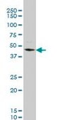 Monoclonal Anti-STK32C, (N-terminal) antibody produced in mouse clone 4D12, purified immunoglobulin, buffered aqueous solution